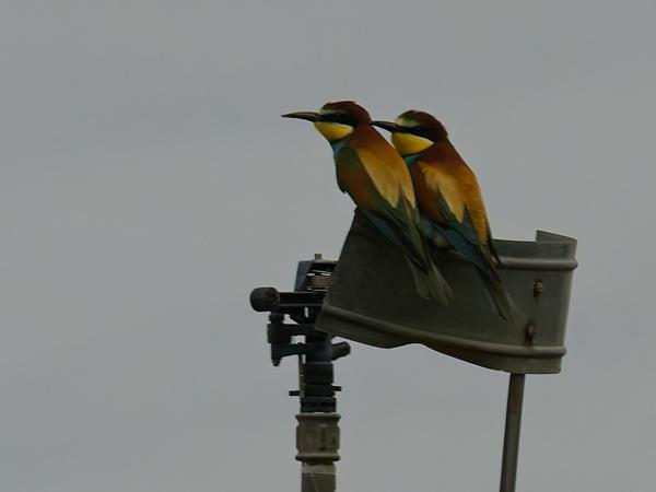 <h3><a href="/trips/ebro/biota/animalia/chordata/aves/037 coraciiformes/006 meropidae/merops apiaster/merops apiaster-nl.html">Merops&nbsp;apiaster</a> / European&nbsp;bee‑eater / Bijeneter</h3>OM-1 met OLYMPUS M.40-150mm F2.8, 1/2000 sec  bij F5.6, ISO 2500, afstand 20.0&nbsp;m